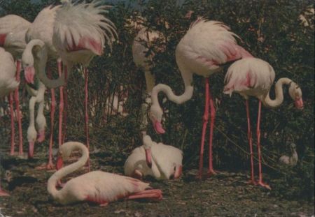 Afrika - African Wild Life - 1993 Afrika - African Wild Life - 1993