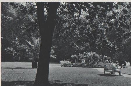 Bad Salzuflen - Rosenbeet im Park - ca. 1945 Bad Salzuflen - Rosenbeet im Park - ca. 1945
