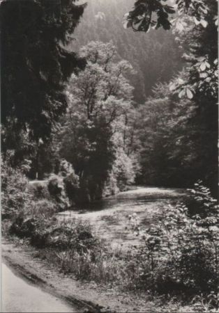 Motiv im Wald - 1980 Motiv im Wald - 1980