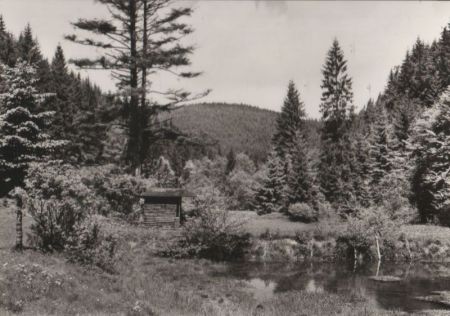 Tümpel im Waldtal - 1980 Tümpel im Waldtal - 1980