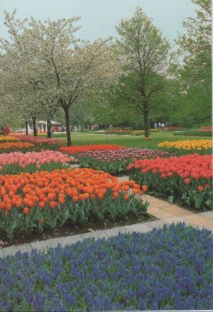 Niederlande - Lisse - Keukenhof - ca. 1985 Niederlande - Lisse - Keukenhof - ca. 1985
