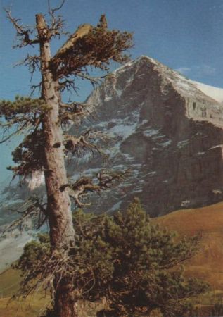 Schweiz - Eiger - Nordwand - ca. 1975 Schweiz - Eiger - Nordwand - ca. 1975