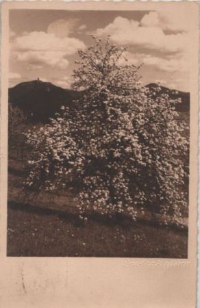 Blühender Baum Blühender Baum