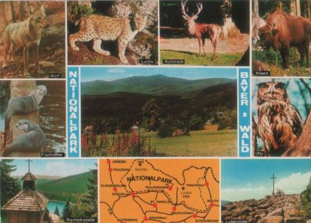 Bayerischer Wald - u.a. Fischotter - 1989 Bayerischer Wald - u.a. Fischotter - 1989