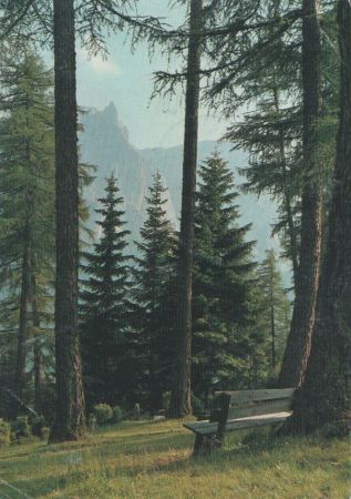 Wald im Hochgebirge - 1982 Wald im Hochgebirge - 1982