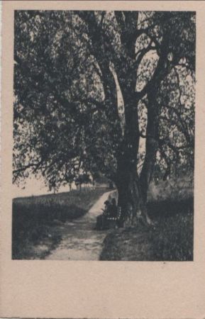 Dicker Baum am Weg Dicker Baum am Weg