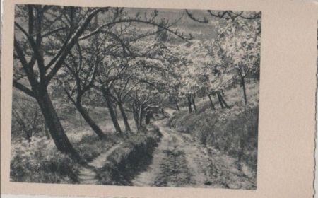 Weg zwischen blühenden Bäumen - ca. 1955 Weg zwischen blühenden Bäumen - ca. 1955