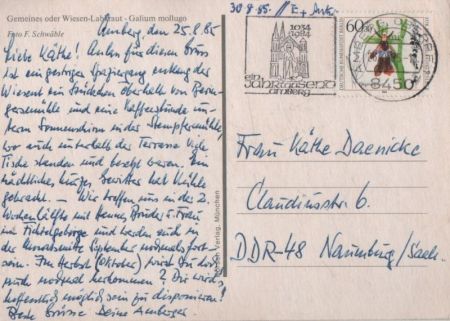 Gemeines oder Wiesen-Labkraut vor Blüte Gemeines oder Wiesen-Labkraut vor Blüte