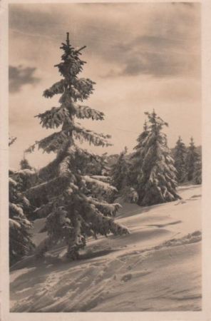 Nadelbäume im Schnee Nadelbäume im Schnee
