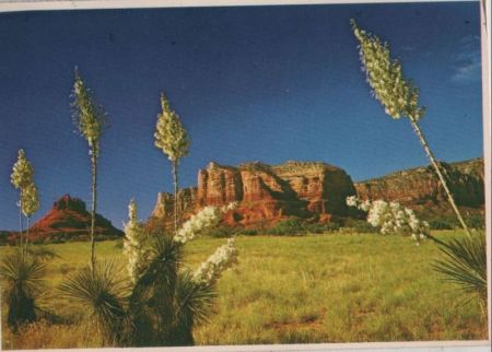 Yucca Spanish Bayonet Yucca Spanish Bayonet