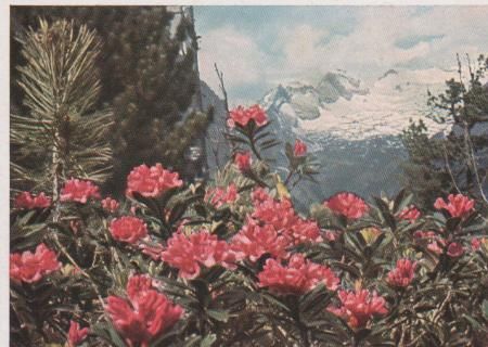 Alpenwiese - 1943 Alpenwiese - 1943