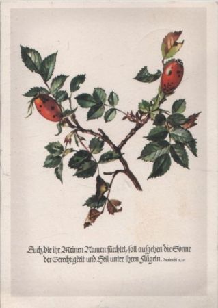 Sinnspruch Käfer Sinnspruch Käfer