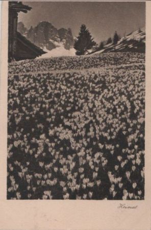 Heimat Blumenwiese Heimat Blumenwiese