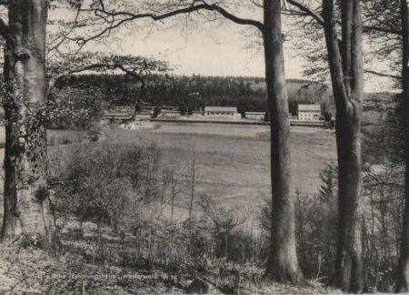 Rehe - aus dem Wald gesehen Rehe - aus dem Wald gesehen