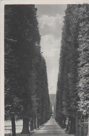 Bad Pyrmont - Bomberg-Allee - 1935 Bad Pyrmont - Bomberg-Allee - 1935
