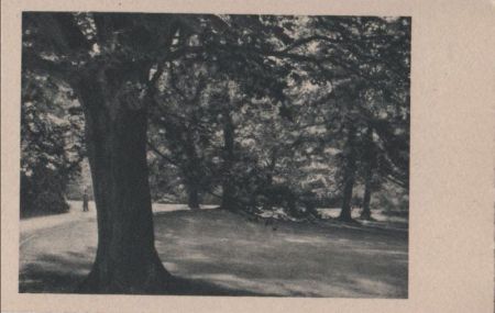 Park mit dickem Baum - ca. 1955 Park mit dickem Baum - ca. 1955