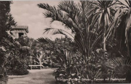 Wörlitz - Wörlitzer Park, Palmen und Floratempel - 1961 Wörlitz - Wörlitzer Park, Palmen und Floratempel - 1961