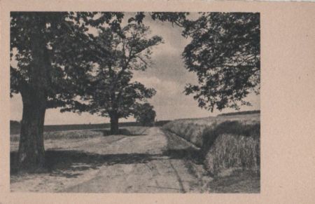 Bäume am Feld - ca. 1955 Bäume am Feld - ca. 1955