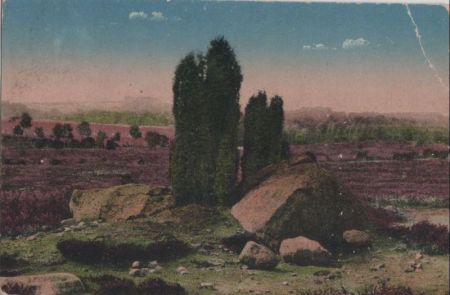 Wacholder in der Heide Wacholder in der Heide