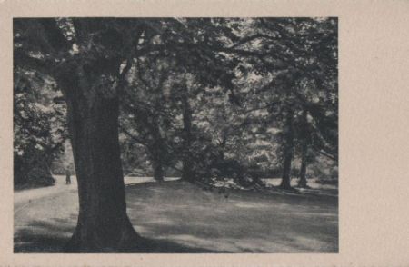 Bäume im Park - ca. 1955 Bäume im Park - ca. 1955