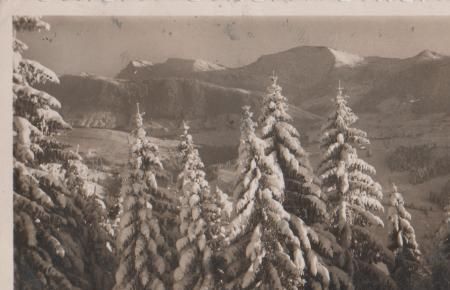Oberstaufen - Verschneite Tannen - 1937 Oberstaufen - Verschneite Tannen - 1937