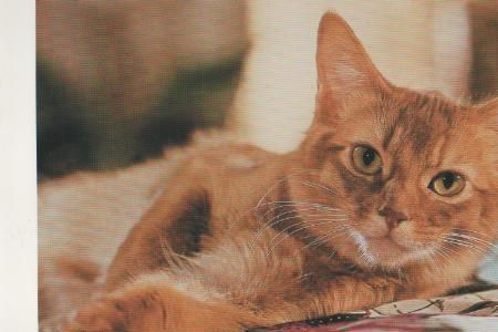 Whiskas Katze - 2004 Whiskas Katze - 2004