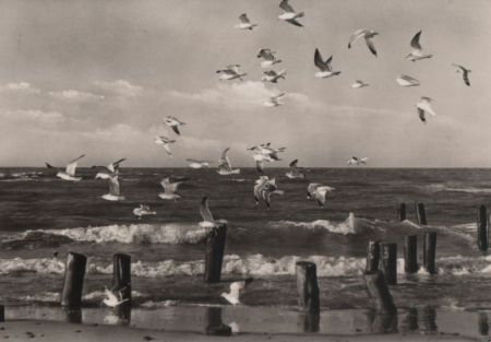 Möwen am Meer Möwen am Meer