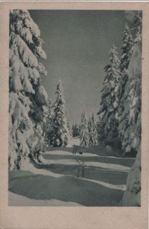 Schneebedeckte Nadelbäume - ca. 1950 Schneebedeckte Nadelbäume - ca. 1950