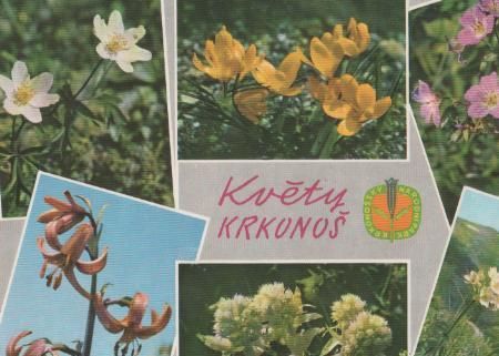 Tschechien - Kvety Krkonos - ca. 1975 Tschechien - Kvety Krkonos - ca. 1975