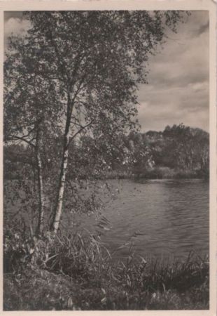 Birke am Wasser - ca. 1965 Birke am Wasser - ca. 1965