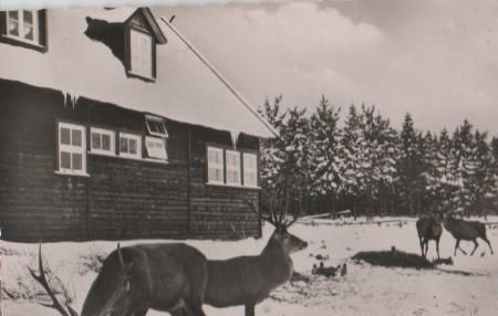 Bad Harzburg - Marienteichbaude - ca. 1955 Bad Harzburg - Marienteichbaude - ca. 1955