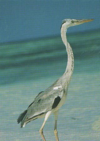 langhalsiger Vogel - 2004 langhalsiger Vogel - 2004