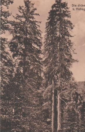 Braunlage - Hohegeiss - Dicke Tannen - ca. 1955 Braunlage - Hohegeiss - Dicke Tannen - ca. 1955