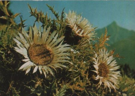 Silberdistel - 1978 Silberdistel - 1978
