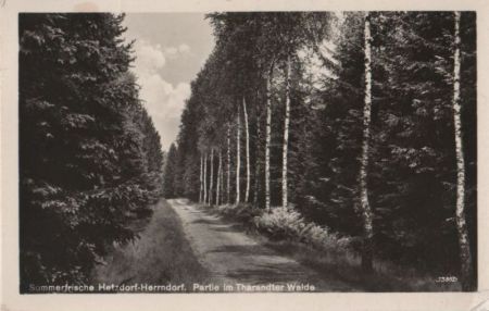Halsbrücke-Hetzdorf - Herrndorf, Partie im Tharandter Walde - 1955 Halsbrücke-Hetzdorf - Herrndorf, Partie im Tharandter Walde - 1955