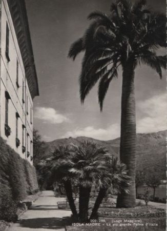 Italien - Isola Madre - La piu grande Palma d Italia - ca. 1960 Italien - Isola Madre - La piu grande Palma d Italia - ca. 1960