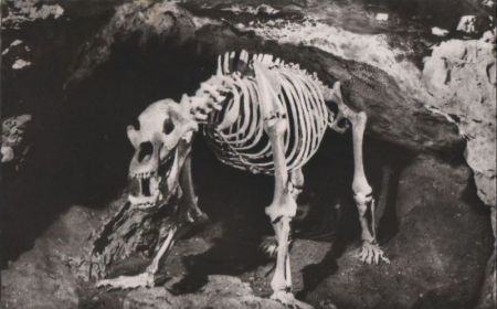 Teufelshöhle (Fränk. Schweiz) - Höhlenbär - ca. 1955 Teufelshöhle (Fränk. Schweiz) - Höhlenbär - ca. 1955