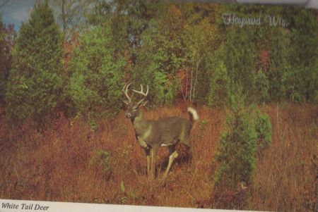 USA - Hayward - White Tail Deer - ca. 1975 USA - Hayward - White Tail Deer - ca. 1975