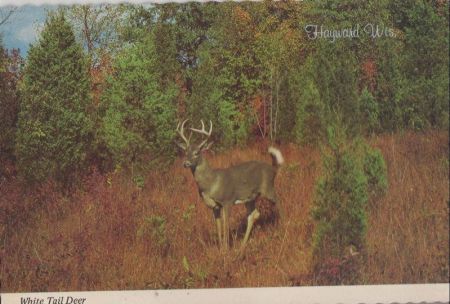 USA - Hayward - White Tail Deer - ca. 1975 USA - Hayward - White Tail Deer - ca. 1975
