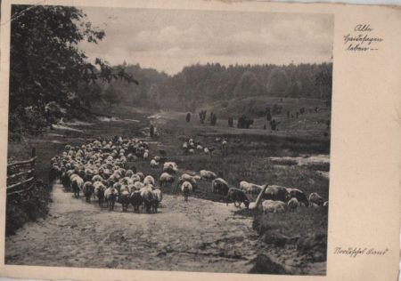 Nordisches Land Lüneburger Heide? Nordisches Land Lüneburger Heide?