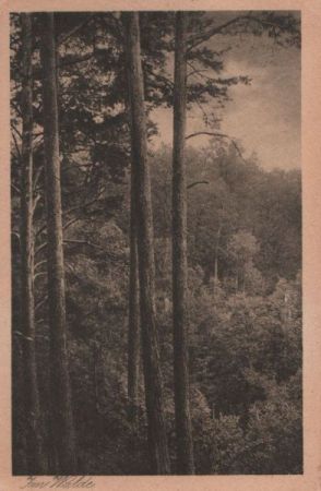 Im Walde schlanke Stämme Im Walde schlanke Stämme
