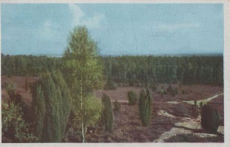 Heidelandschaft Lüneburger Heide? Heidelandschaft Lüneburger Heide?