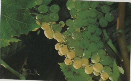 Weintrauben white grapes Weintrauben white grapes