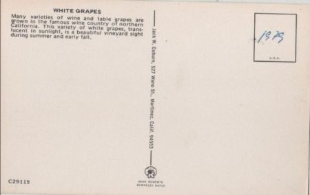 Weintrauben white grapes Weintrauben white grapes