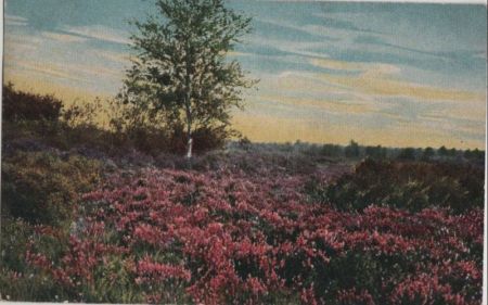 Heide Lüneburger Heide? Heide Lüneburger Heide?