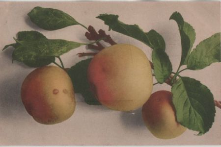Äpfel mit Blättern Äpfel mit Blättern