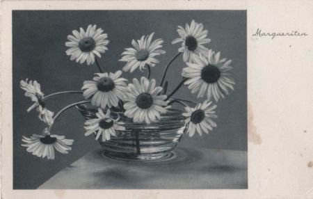 Margueriten Margeriten Margueriten Margeriten