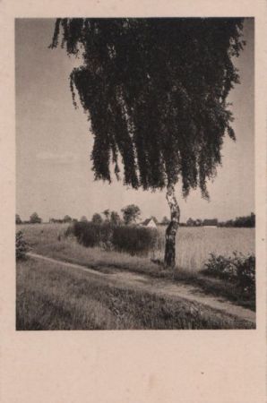 Krumme Birke am Feld Krumme Birke am Feld