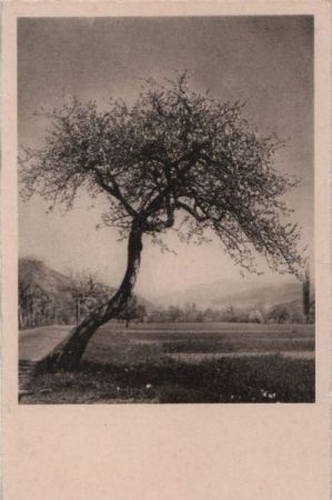 Schiefer Baum neben Straße Schiefer Baum neben Straße