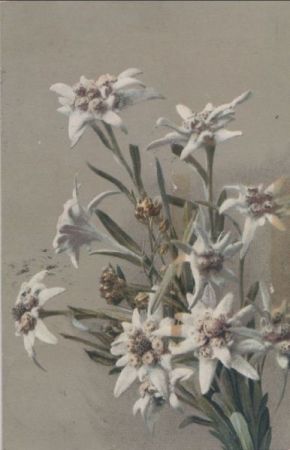 Blumen un Knospen Blumen un Knospen